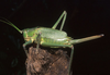 Calliphona (Calliphona) koenigi Krauss, 1892: female. (Otu).