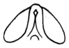Hetaira (Atopana) postica (Walker, 1869): Fig. 69 d. male, scutellum of vertex. (Otu).