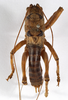 CollectionObject 1529707; ae1b49ec-cf67-4ad2-a8c8-1e46d01f6c97: male, dorsal view (holotype). (CollectionObject).