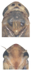 Head on Arboridia (Arboridia) agrillacea (Anufriev, 1969): Head. (Observation).