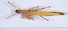 CollectionObject 1561431; 89b4e4a5-d747-41c2-a48f-7c2958368892: copyright ANSP. female, dorsal view (holotype). (CollectionObject).