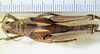 CollectionObject 1498817; d9801811-edea-4dbe-8727-8ee644bd931e: female, dorsal view. (CollectionObject).