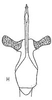Aedeagus, ventral view: !! display not done !! on Serratus clypealis Linnavuori, 1959: Aedeagus, ventral view. (Observation).