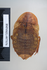 CollectionObject 1573293; 11cd28c1-ebe9-42d2-b22c-0eef6de9968c: Copyright NHM, London. Dorsal view, female, non-type. (CollectionObject).