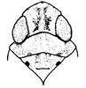 Head: !! display not done !! on Neocoelidia romantica Knull, 1942: Head, pronotum and mesonotum, dorsal view. (Observation).
