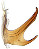 Aedeagus, lateral view: !! display not done !! on Paraboloponina Ishihara, 1953: Parabolopona webbi, aedeagus, laterally (INHS). (Observation).