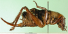 CollectionObject 1594839; 30d700b4-7533-49f4-97ed-409d15a46f35: female, lateral view. (CollectionObject).