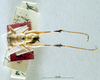 CollectionObject 1536183; 0a2b45b1-5ea4-4dab-8f86-aa5102120cb5: male, dorsal view (holotype). (CollectionObject).