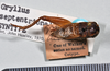 CollectionObject 1517654; 96e9d543-d53d-45fb-b35a-dba889a73783: copyright Natural History Museum, London. male, dorsal view (syntype of Gryllus septentrionalis). (CollectionObject).;CollectionObject 1517655; 26727f0d-4758-4d06-9a5a-bfbca50561be: copyright Natural History Museum, London. male, dorsal view (syntype of Gryllus septentrionalis). (CollectionObject).