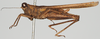 CollectionObject 1581300; b1382526-dcf8-4737-8db1-5b3c0cafed3c: female, lateral view. (CollectionObject).