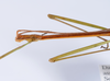 CollectionObject 1559627; d9fb0b3b-ee4b-494f-8255-0a1cfa4f92a7: copyright ANSP. male: head & thorax, dorsal view (holotype). (CollectionObject).