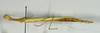 CollectionObject 1557506; 62e2d0ab-811f-4025-a83a-6af446a3af7b: copyright USNM, Washington. female, lateral view (holotype). (CollectionObject).