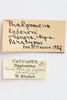 CollectionObject 1593072; 82b4026c-7da6-4815-beb8-f228d70189b1: labels (paratype). (CollectionObject).
