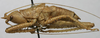 CollectionObject 1534992; 17910123-460b-4ab9-9218-02654dfaa74b: male, lateral view (syntype). (CollectionObject).