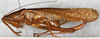 female, lateral view (syntype). Depicts CollectionObject 1531369; 1503a6fe-05fb-4ccb-a8fd-ece91a684f30, a CollectionObject.
