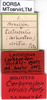 CollectionObject 1521421; 973d5e95-caba-4f5c-9ed6-22f54930b40c: labels (lectotype). (CollectionObject).