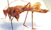 CollectionObject 1543555; dbf2aa70-cd2e-4bb8-a3d6-a142dc00a46c: male, lateral view (syntype). (CollectionObject).
