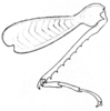 Zoumolampis bradleyi (Rehn, 1929): Pl. 1, Fig. 2 (after type). female hind leg. (Otu).