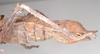 copyright Natural History Museum, London. female: end of abdomen, lateral view of Heteropteryx dehaanii (holotype). Depicts CollectionObject 1558863; NHMUK(SF IMPORT DUPLICATE) 845209, e263b155-b331-4145-9ff8-582cdac82582, a CollectionObject.