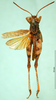Eucoptacra minima Ramme, 1941: male, dorsal view (holotype). (Otu).