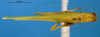 CollectionObject 1595806; 5cd54674-9f18-4e02-834b-95198bdb97b6: male, dorsal view (paratype). (CollectionObject).