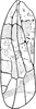 Forewing: !! display not done !! on Hymetta balteata McAtee, 1919: Forewing of H. balteata mediana Fairbairn. (Observation).