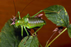 CollectionObject 1496579; 4c33f364-4034-4235-bbaf-377154e787d0, CH0653: male, dorso-lateral view. (CollectionObject).