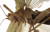CollectionObject 1529751; 1255e2bd-868d-4468-ba24-8eb355a12ced: male pronotum, lateral view (holotype). (CollectionObject).