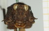 CollectionObject 1518014; 2c6b1f49-fd53-4ace-9b3a-bf172923fc79, NHMUK010924496: female, frontal view (holotype). (CollectionObject).