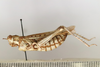 CollectionObject 1528538; 49d2e981-6b55-44bd-9294-3dd7ace02e07: female, lateral view (holotype). (CollectionObject).