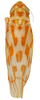 Habitus, dorsal view: Habitus (paratype, KSEM collection). (Observation).