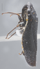 Habitus, lateral view on Cuerna sayi Nielson, 1965: Lateral. (Observation).