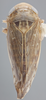 Habitus, dorsal view: !! display not done !! on Acinopterus angulatus Lawson, 1922: Dorsal. (Observation).