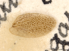CollectionObject 1863267; 1b178631-e493-40dc-8fc5-c6f5f48f775d: (CollectionObject).