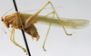 CollectionObject 1539686; c2cc1c12-20a9-4aa4-8eb0-8447fab0df9c, MNHN-EO-ENSIF658: male habitus, lateral view (holotype of Amytta angulata). (CollectionObject).