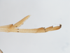 Other: !! display not done !! on Sogatella kolophon (Kirkaldy, 1907): (Observation).