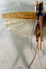 CollectionObject 1503248; 75e53c44-9a74-446f-a7ad-3179280ebb05: male habitus dorsal view. (CollectionObject).
