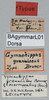 CollectionObject 1500995; ecc1c4a2-7ba3-471d-b956-1a9d427a1667: male, labels (lectotype of Gymnohippus granulosus). (CollectionObject).