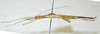 CollectionObject 1580897; 03ba2f96-e8ee-4437-b2c2-9b53588e03ea: copyright FRCS Sabah. female, lateral view (holotype). (CollectionObject).