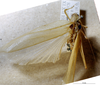 CollectionObject 1503385; MBBJ 3226103, f04c11d9-df60-4275-9fef-4e706b09e97d: male, dorsal view. (CollectionObject).