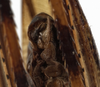 CollectionObject 1529755; 9324df5a-710e-4400-9117-fcb6273dd137: female subgenital plate (holotype). (CollectionObject).