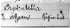 CollectionObject 1543641; 361ac1ea-3077-4894-9076-52197a249396: Image Carbonell, C.S. label (lectotype of Orphulella elegans). (CollectionObject).