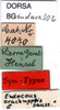CollectionObject 1502459; 531e9e26-8bab-4b02-aa3a-339814bcab55: labels (paralectotype). (CollectionObject).