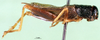CollectionObject 1501926; af75c4e5-73b9-4a72-9d9b-f43d575770ca: male, lateral view. (CollectionObject).