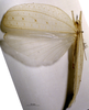 CollectionObject 1503469; MBBJ 3226021, 001f541d-2106-4ac5-abba-25efffd08c4e: female, dorsal view. (CollectionObject).