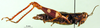 CollectionObject 1502801; 9d8b4927-82bb-4ba5-812b-5efa5c3050ae, DORSA BA000175S02: female, lateral view (paralectotype). (CollectionObject).