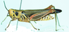 Anapropacris elegantula (Bolívar, 1908): lateral view. (Otu).