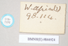 CollectionObject 1557406; NHMUK(SF IMPORT DUPLICATE) 844924, 37726689-92b7-4c0e-9ff3-cfbb3b2e2223: copyright Natural History Museum, London. female, data labels (syntype). (CollectionObject).