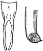 Homalaspidia laeta (Brunner von Wattenwyl, 1895): male subgenital plate and cercus. (Otu).