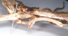 CollectionObject 1557406; NHMUK(SF IMPORT DUPLICATE) 844924, 37726689-92b7-4c0e-9ff3-cfbb3b2e2223: copyright Natural History Museum, London. female, mid-body (syntype). (CollectionObject).